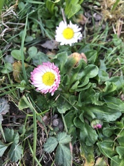 Bellis perennis