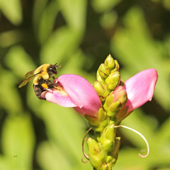 Bombus impatiens