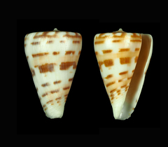 Conus advertex