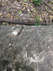 Arthrorhabdus pygmaeus