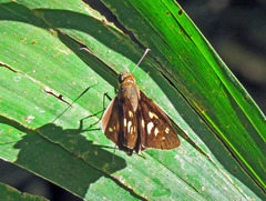 Calpodes longirostris