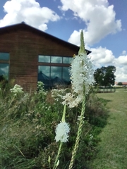 Oenothera glaucifolia