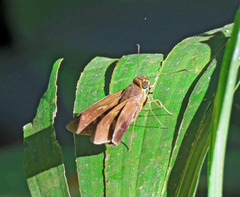 Calpodes longirostris