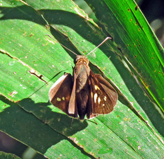 Calpodes longirostris