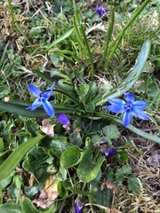 Scilla siberica