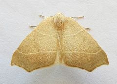 Destutia excelsa