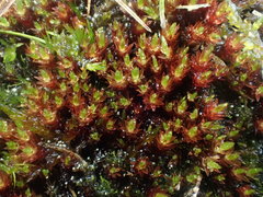 Imbribryum alpinum