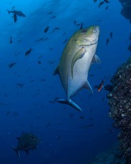 Caranx lugubris
