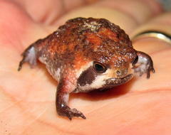 Breviceps