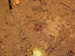 Breviceps