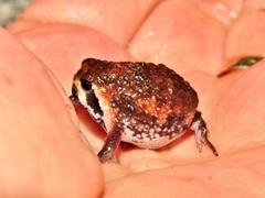 Breviceps