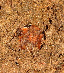 Breviceps