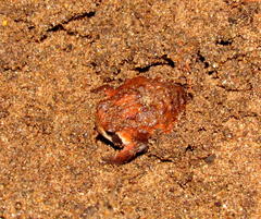 Breviceps