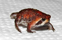 Breviceps