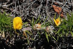 Aspalathus hirta hirta