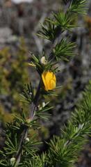 Aspalathus hirta hirta