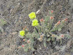 Opuntia fragilis