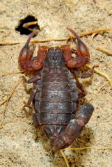 Pseudolychas pegleri