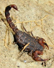 Pseudolychas pegleri