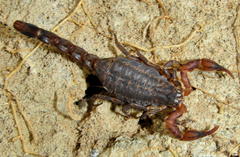 Pseudolychas pegleri