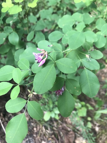 Lespedeza bicolor iNat (2)