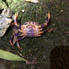 Geothelphusa miyazakii