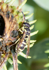 Stenodynerus anormis