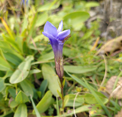 Gentianopsis ciliata ciliata