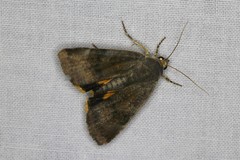 Noctua janthina