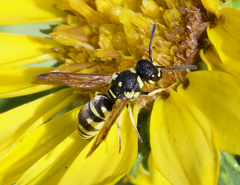 Stenodynerus anormis