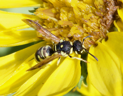 Stenodynerus anormis