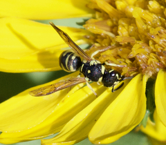 Stenodynerus anormis