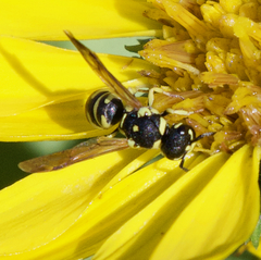 Stenodynerus anormis
