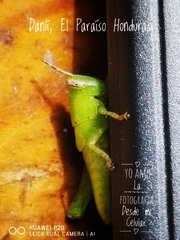 Abracris flavolineata