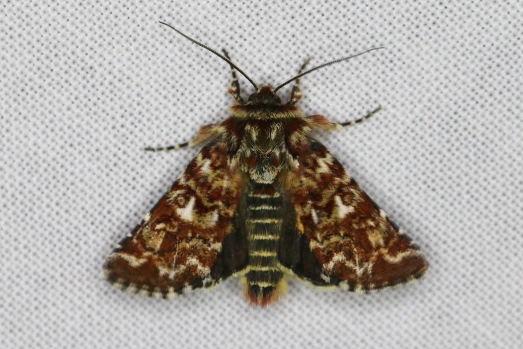 Lycophotia