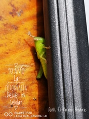 Abracris flavolineata