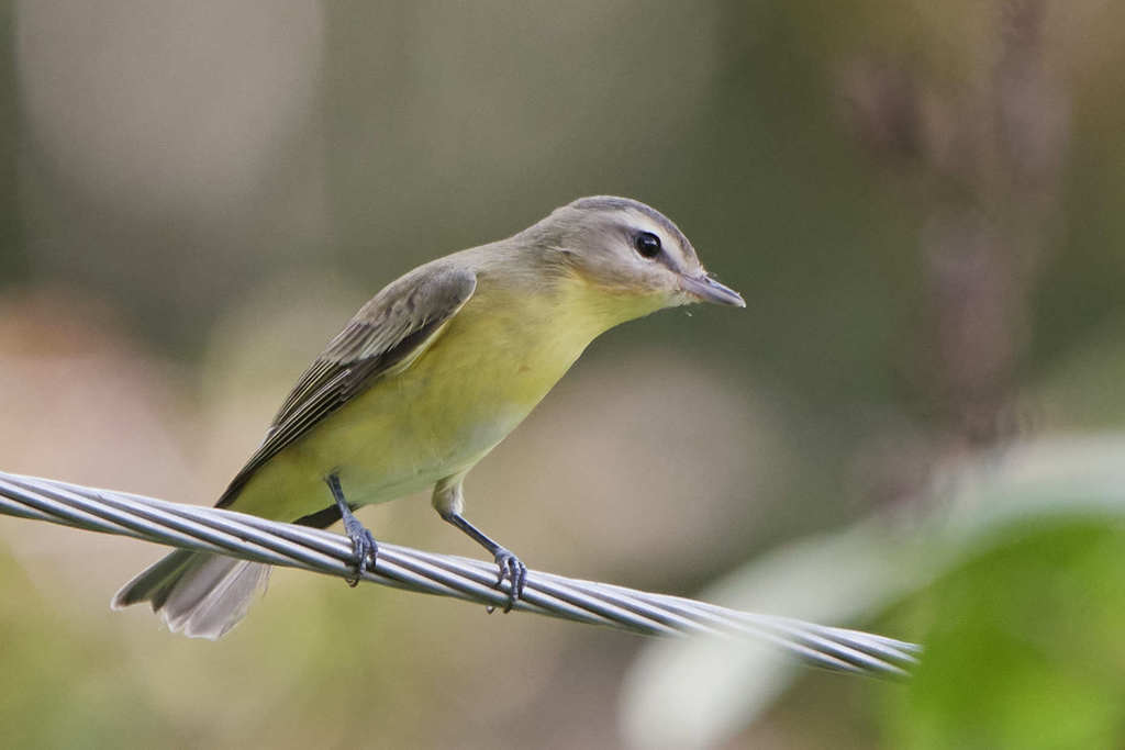 Philadelphia Vireo
