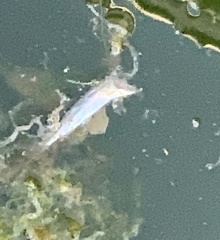 Atherinops affinis