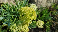 Crithmum maritimum