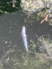 Atherinops affinis