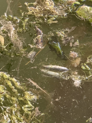 Atherinops affinis
