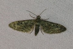 Eupithecia nanata
