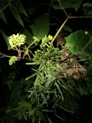 Aralia armata