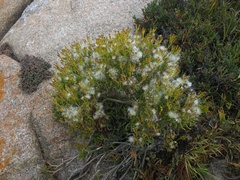 Senecio sarcoides
