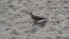 Streptopelia decaocto