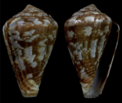 Conus aemulus