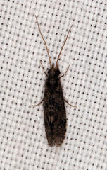 Ecnomidae