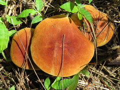 Leucopaxillus brasiliensis