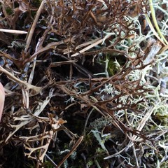 Cetraria ericetorum