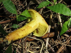 Leucopaxillus brasiliensis